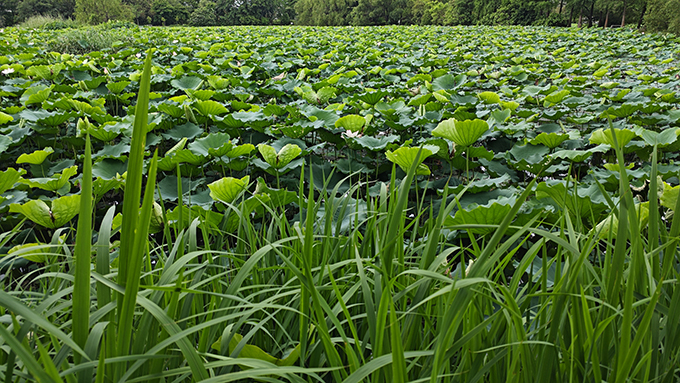 10 Heures de Sons d'Étang de Lotus | Chant des Grenouilles et Grillons | Bruit Blanc Naturel | Musique pour Dormir et Méditer