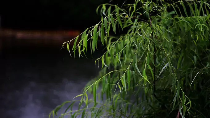 10 Heures de Pluie Printanière | Bruit Blanc Naturel | Saule au Bord de l'Étang | Sons Apaisants pour Sommeil Profond